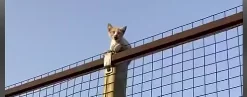 Gettata dall'auto, sta bene e cerca casa. Il video
